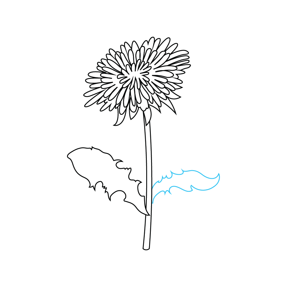 How to Draw A Dandelion Flower Step by Step Step  7
