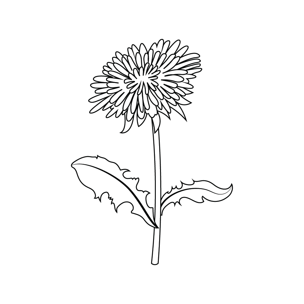 How to Draw A Dandelion Flower Step by Step Step  9
