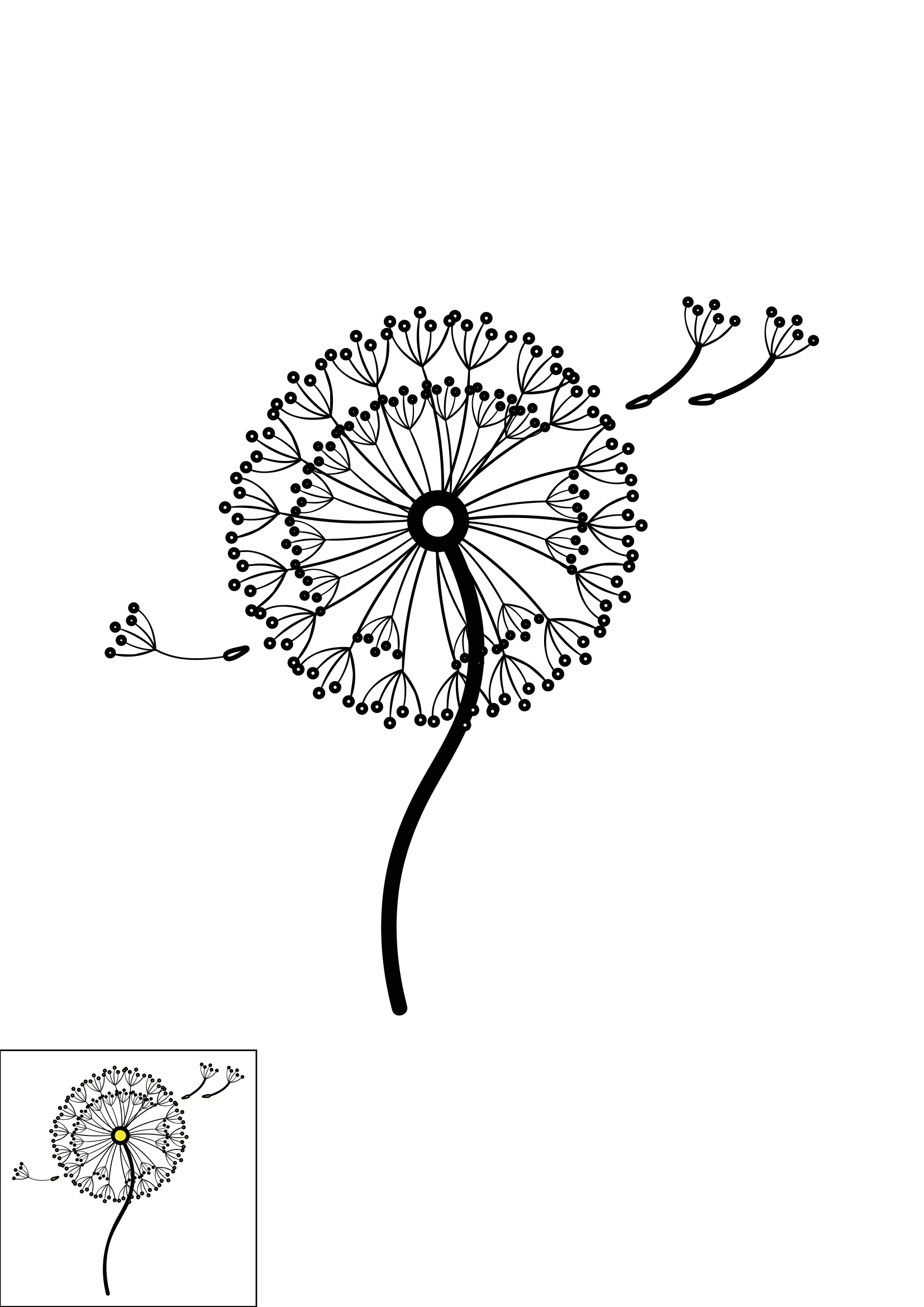 How to Draw A Dandelion Step by Step Printable Color