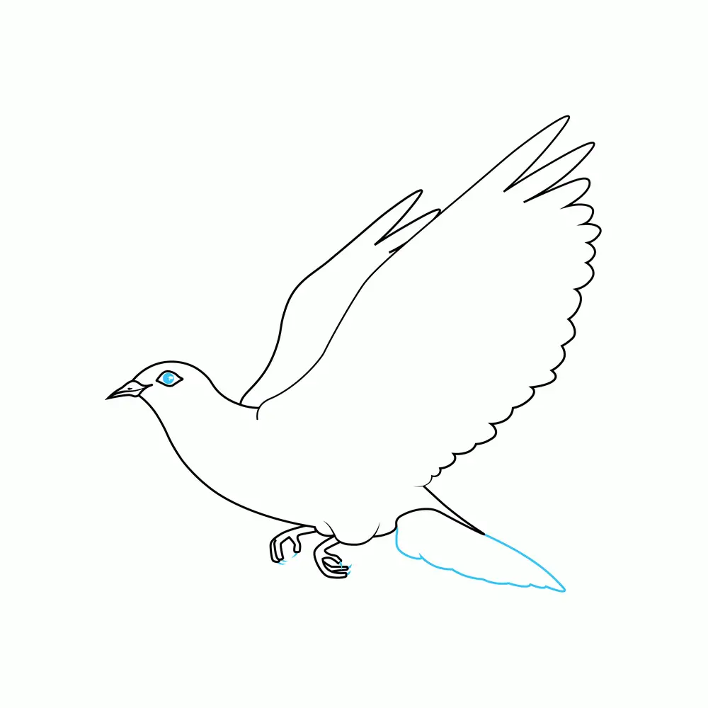 How to Draw A Dove Step by Step Step  5