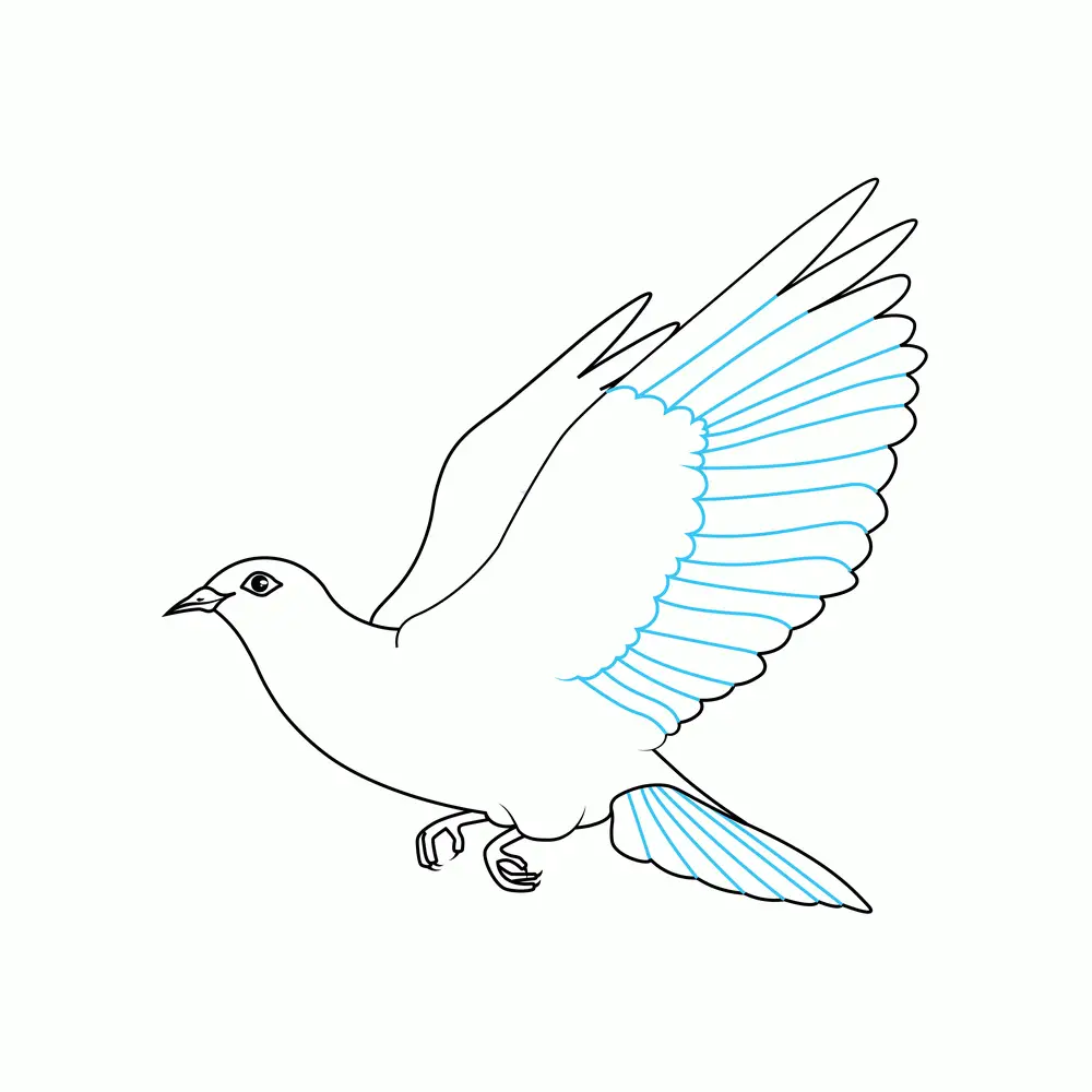 How to Draw A Dove Step by Step Step  6