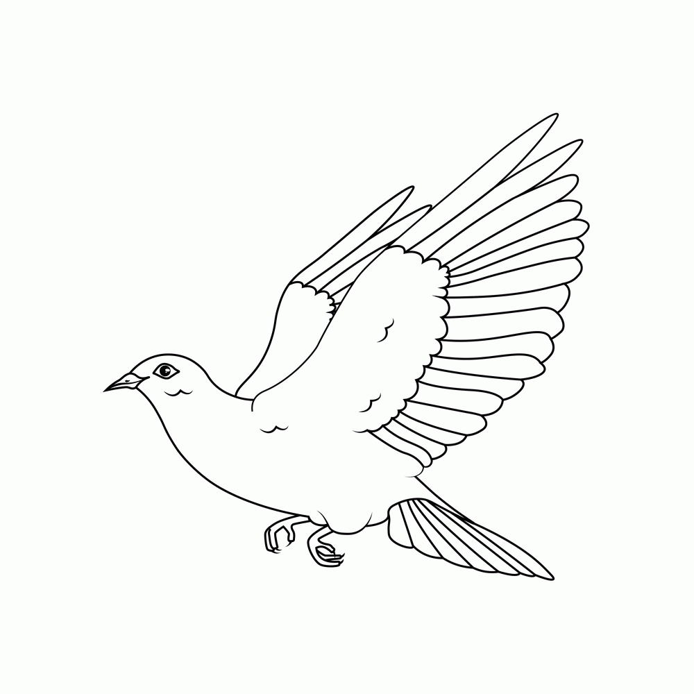 How to Draw A Dove Step by Step Step  8