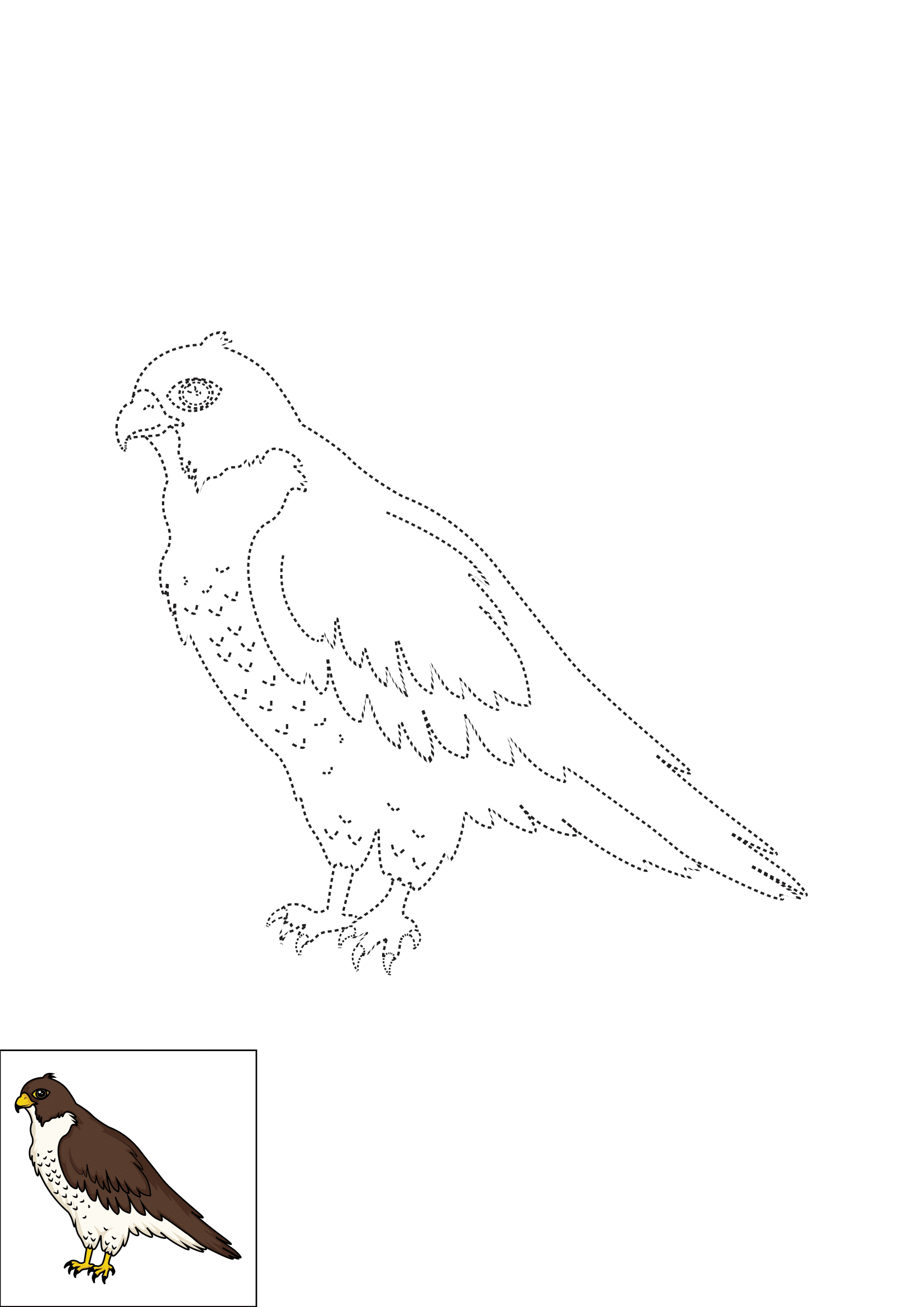 How to Draw A Falcon Step by Step Printable Dotted