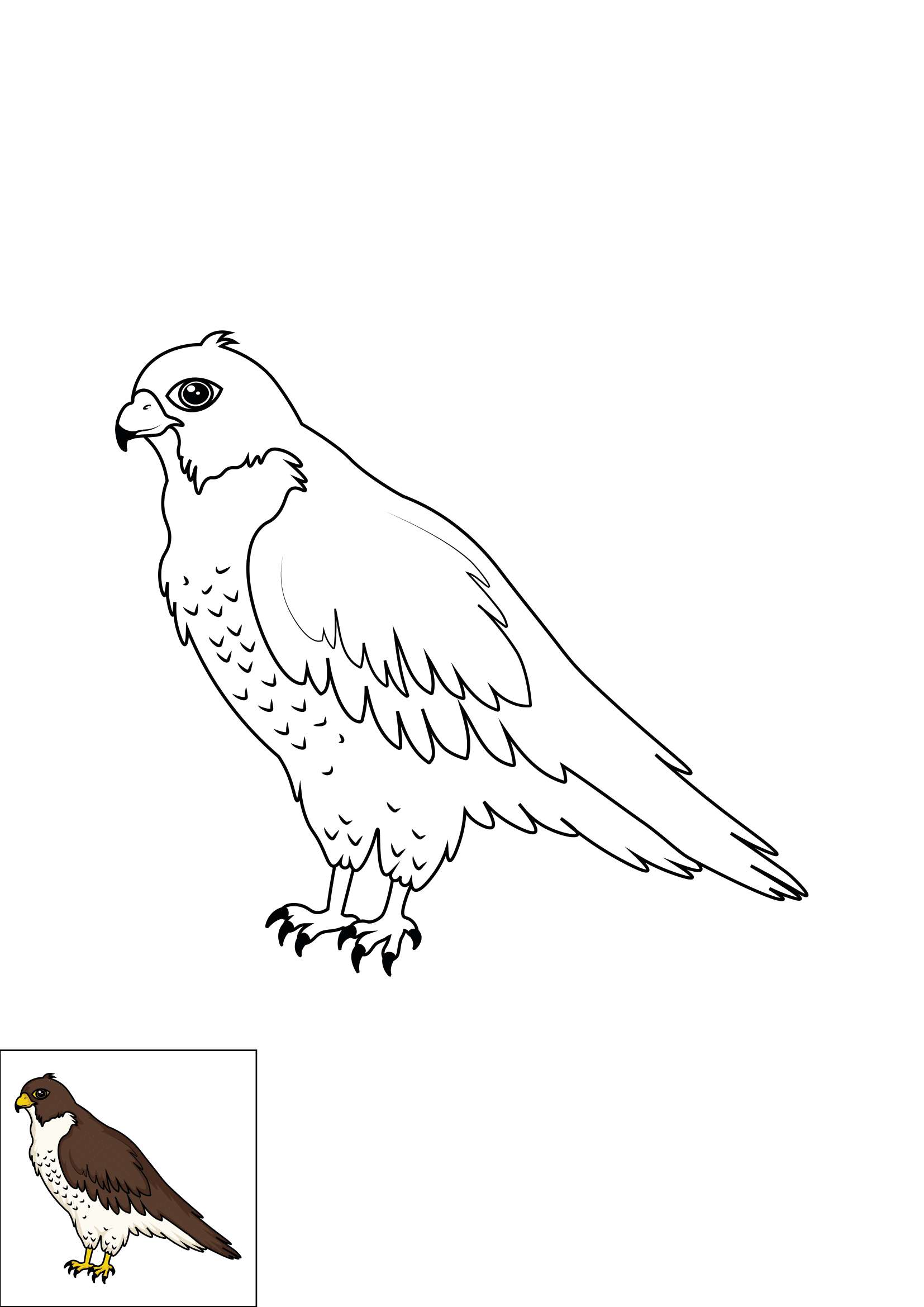 How to Draw A Falcon Step by Step Printable Color