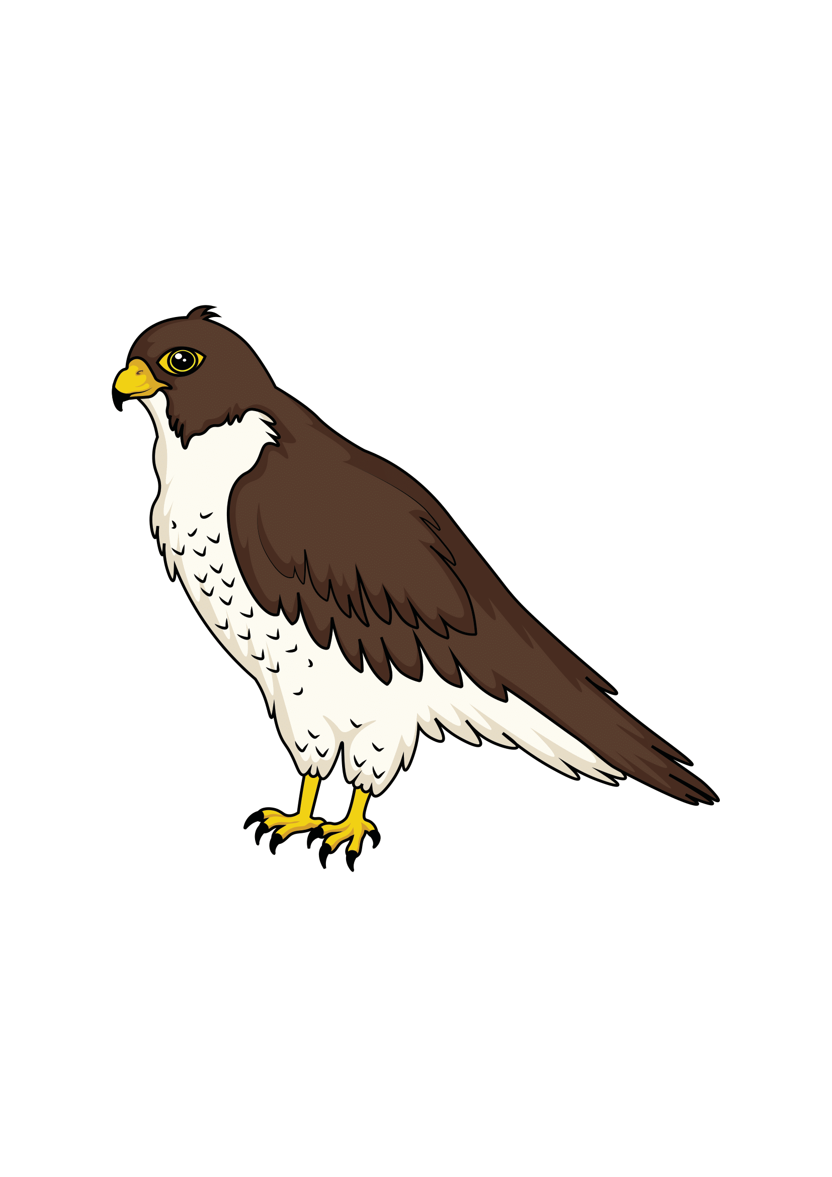 How to Draw A Falcon Step by Step Printable