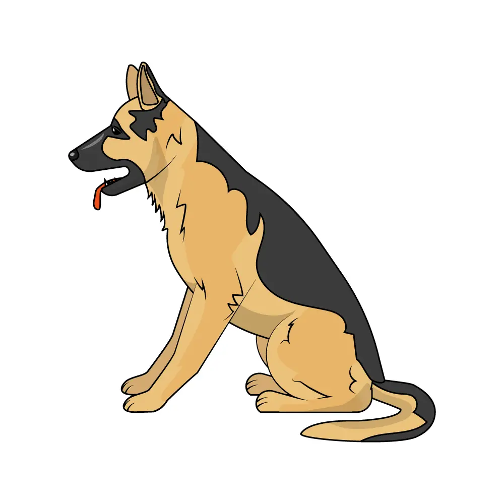 How to Draw A German Shepherd Step by Step Step  12