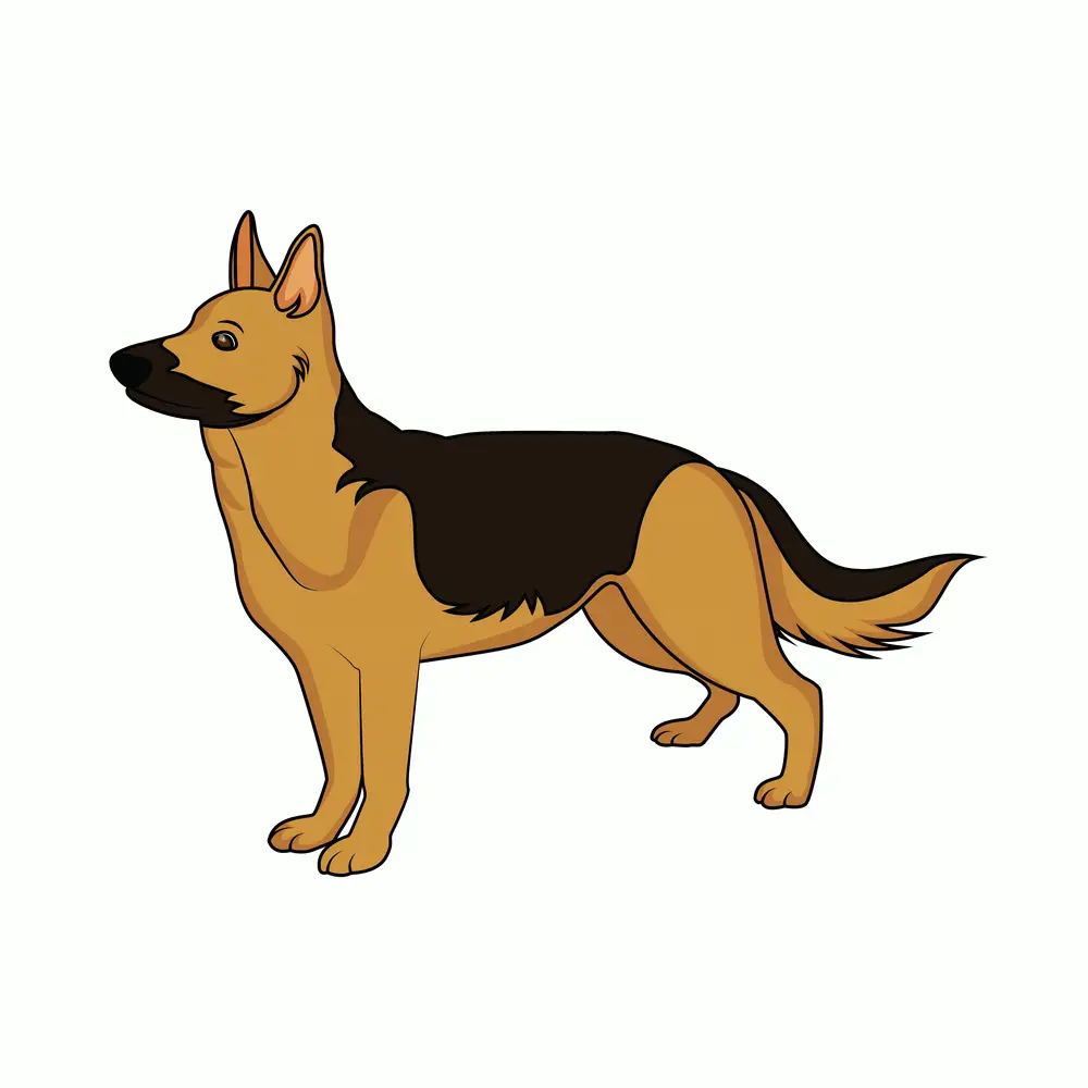 How to Draw A German Shepherd Two Step by Step Step  10