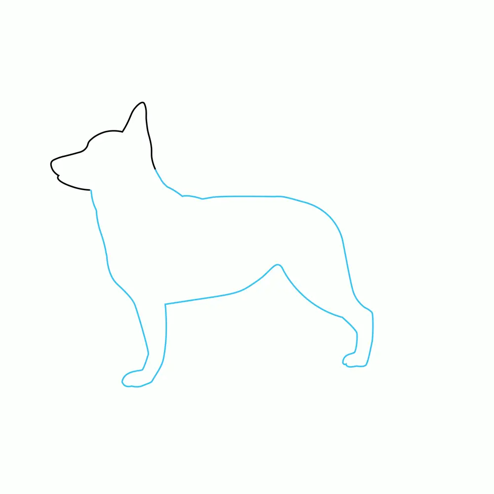 How to Draw A German Shepherd Two Step by Step Step  2
