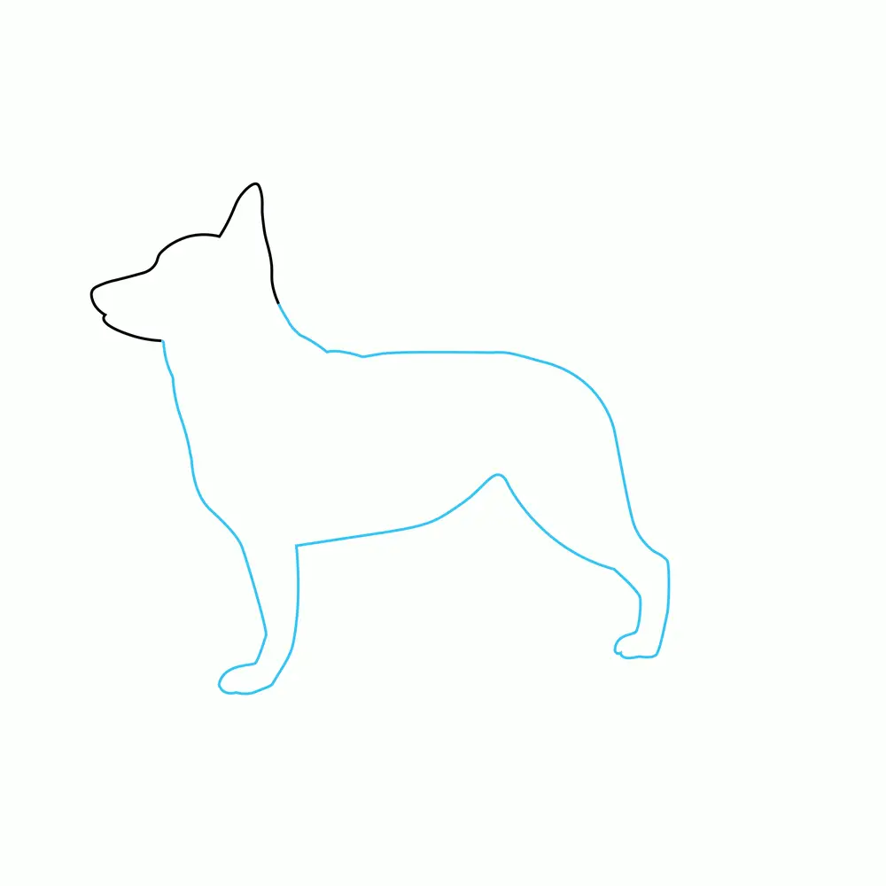 How to Draw A German Shepherd Two Step by Step