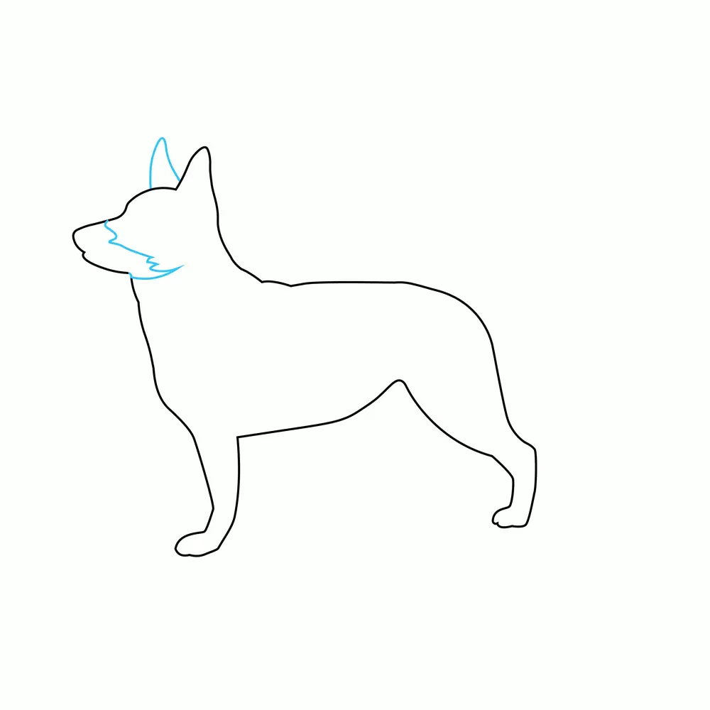 How to Draw A German Shepherd Two Step by Step Step  3