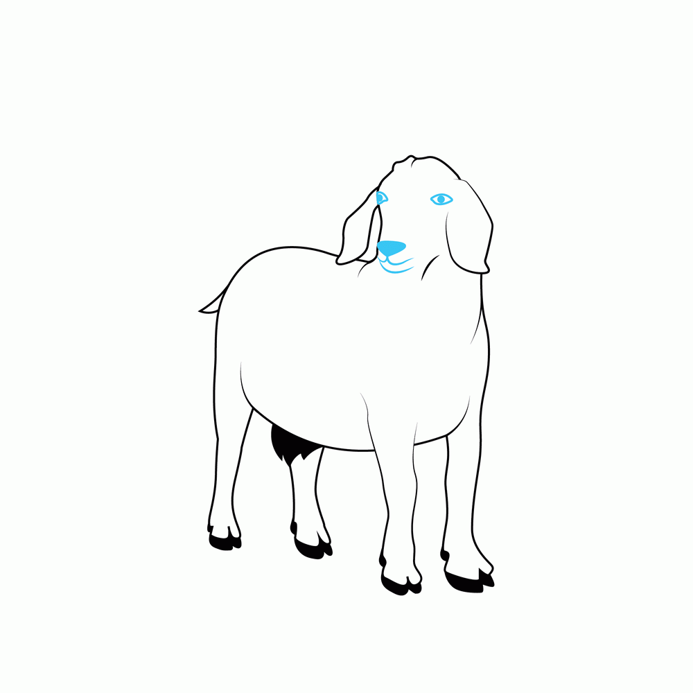 How to Draw A Goat Step by Step Step  7