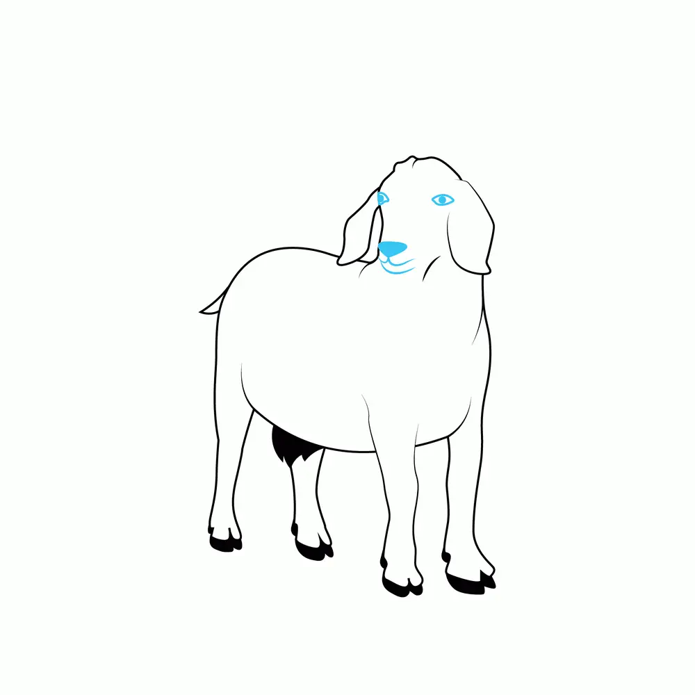 How to Draw A Goat Step by Step Step  7