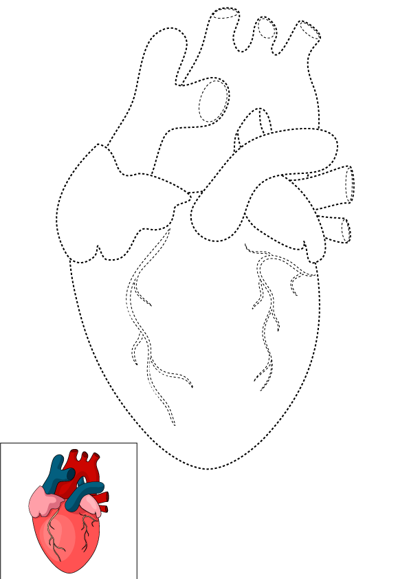 How to Draw A Human Heart Step by Step Printable Dotted