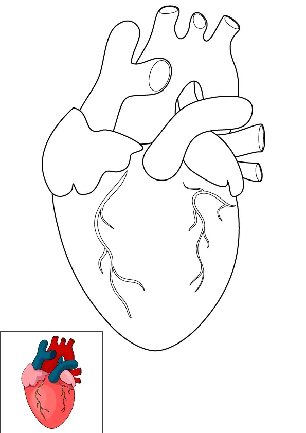 How to Draw A Human Heart Step by Step Printable Color