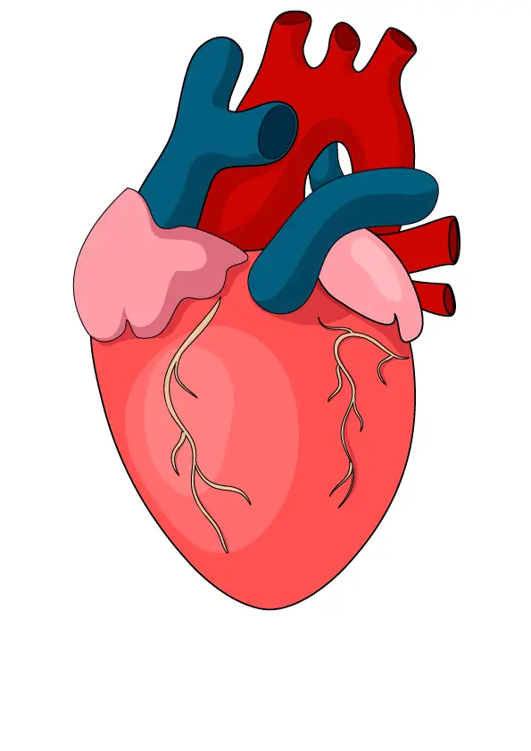 How to Draw A Human Heart Step by Step Printable