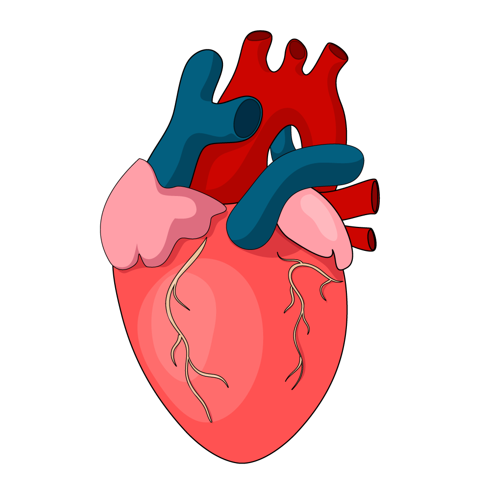 How to Draw A Human Heart Step by Step