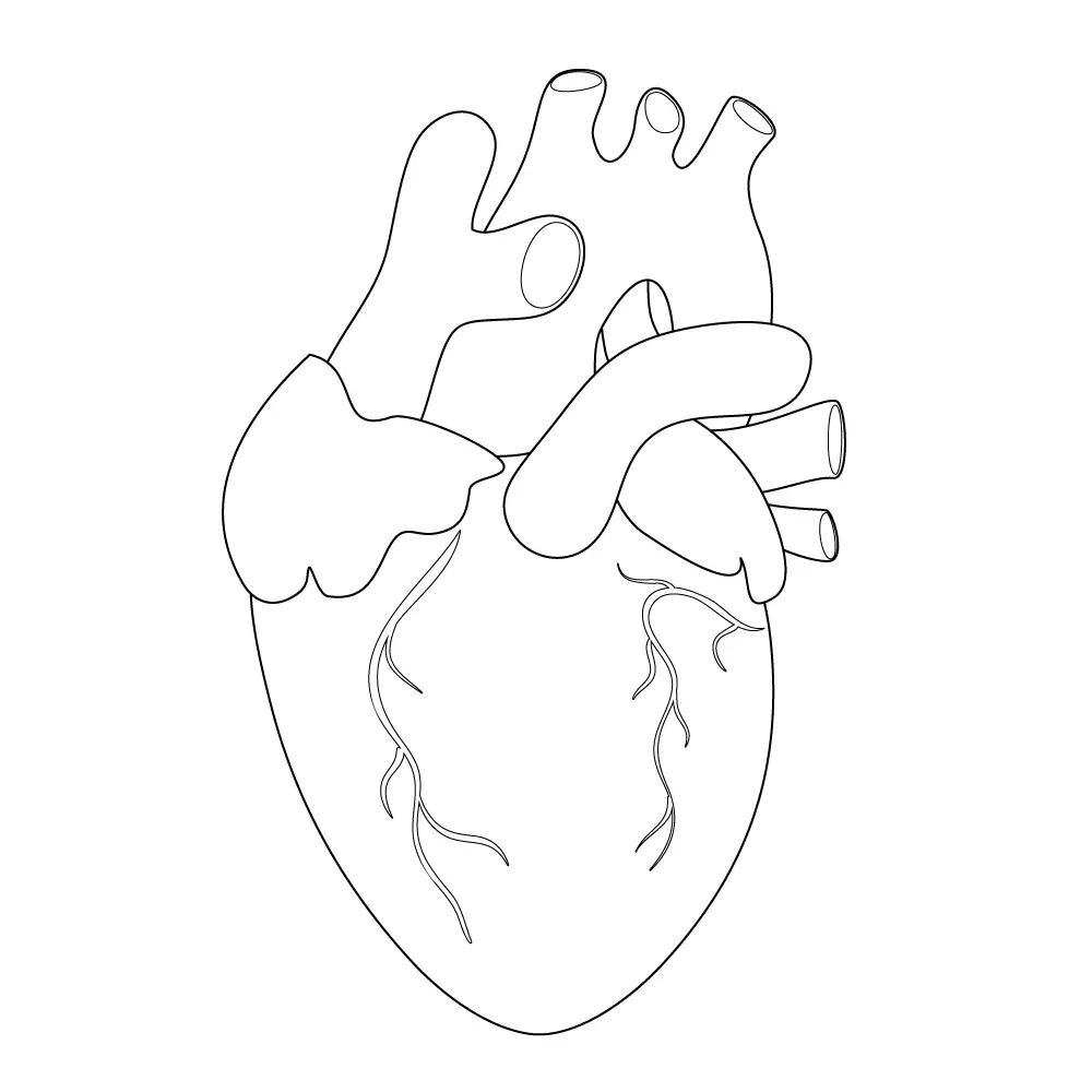 How to Draw A Human Heart Step by Step Step  10