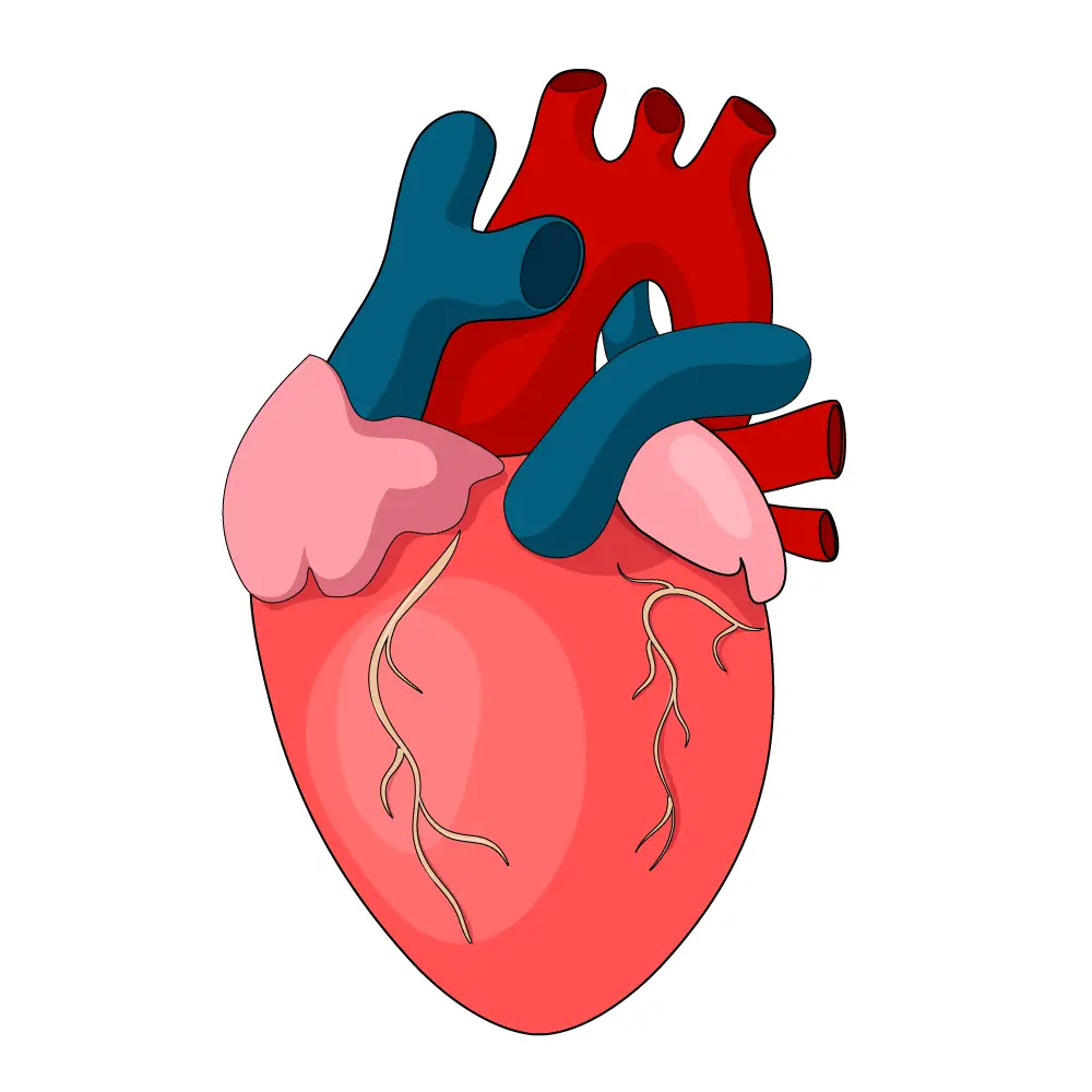 How to Draw A Human Heart Step by Step Step  11