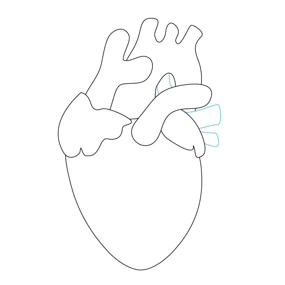 How to Draw A Human Heart Step by Step Step  7