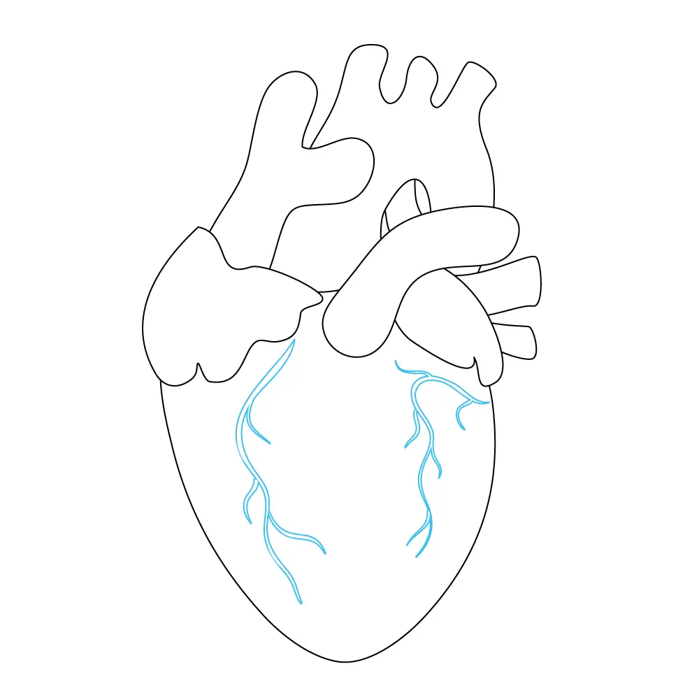 How to Draw A Human Heart Step by Step Step  8