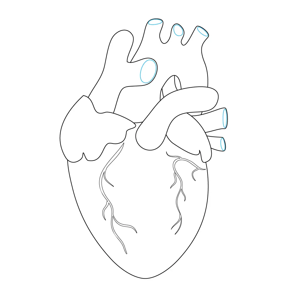 How to Draw A Human Heart Step by Step Step  9