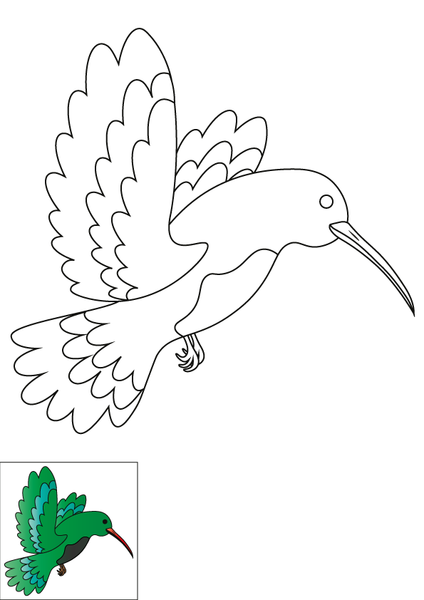 How to Draw A Hummingbird Step by Step Printable Color