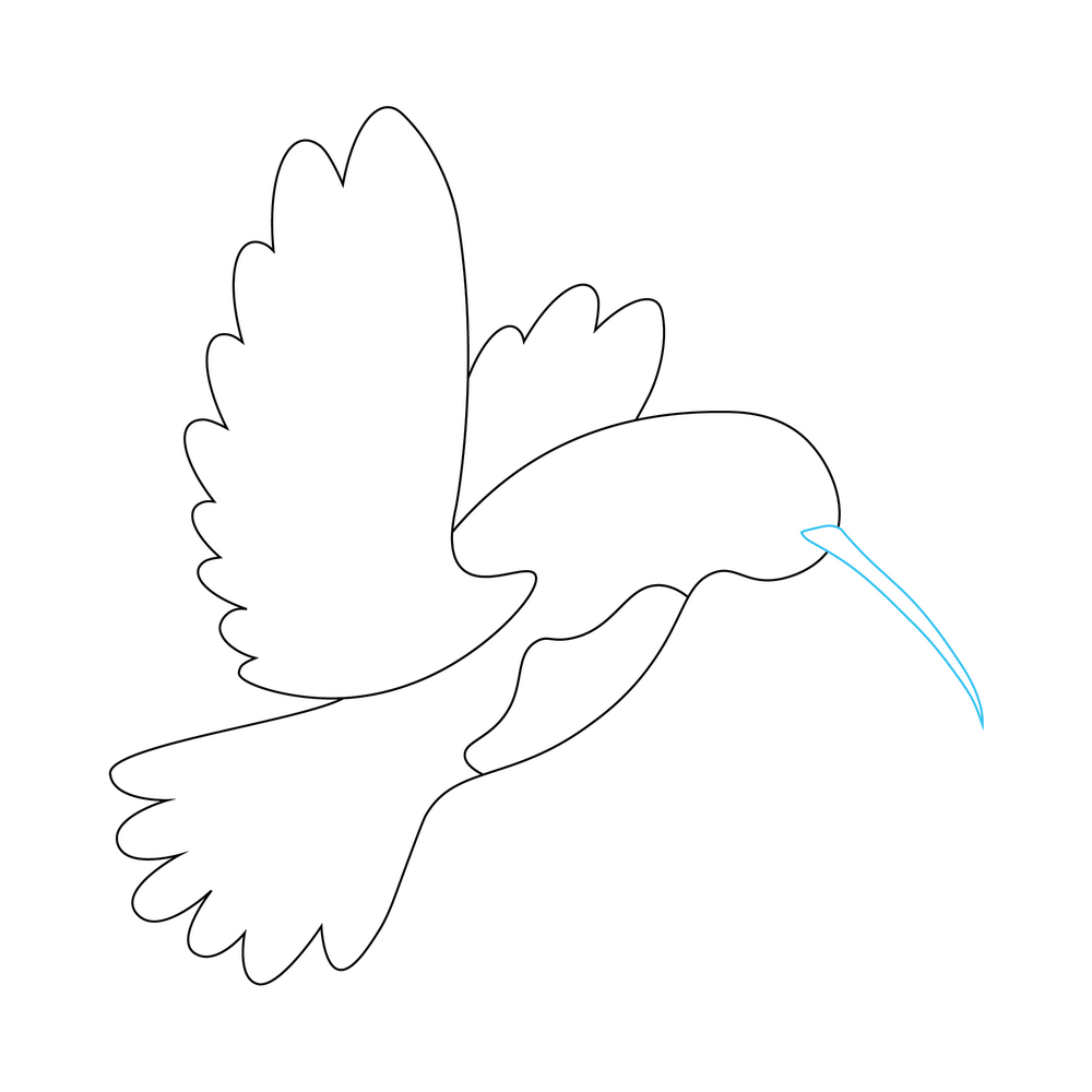 How to Draw A Hummingbird Step by Step Step  4