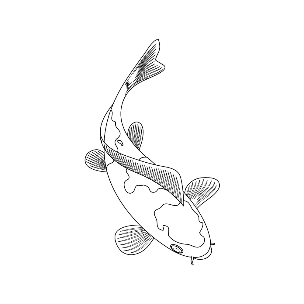 How to Draw A Koi Fish Step by Step Step  10