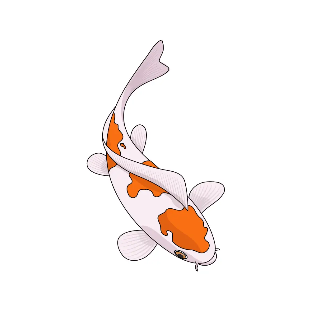 How to Draw A Koi Fish Step by Step Step  11