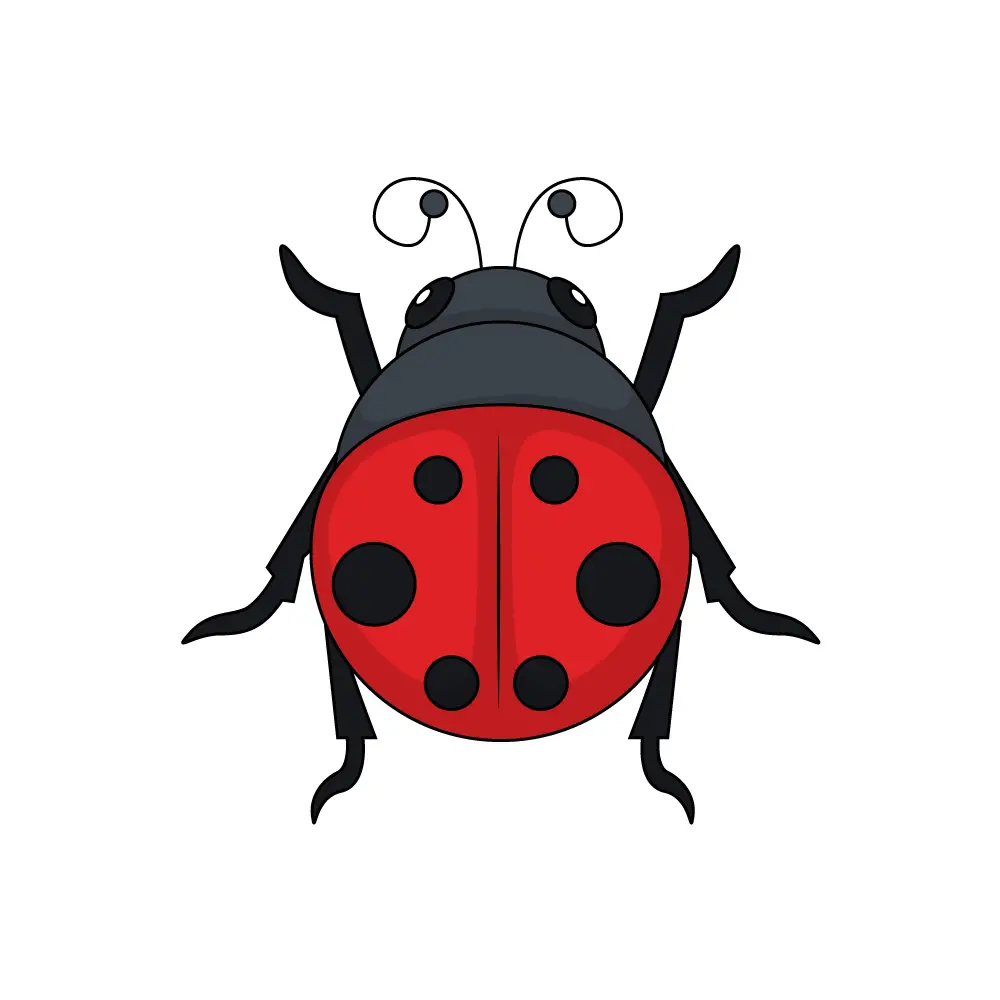  How to Draw A Ladybug Step by Step