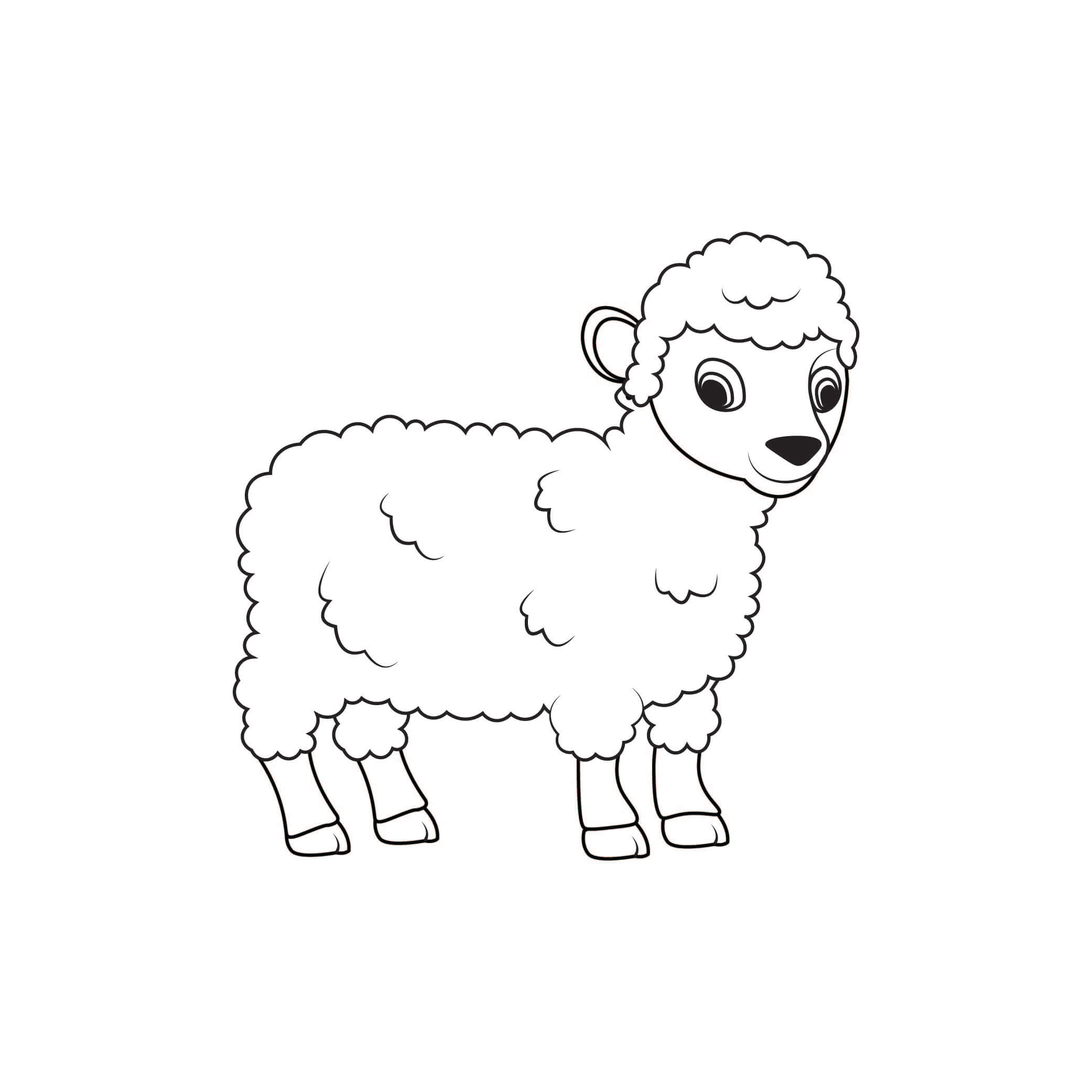 How to Draw A Lamb Step by Step Step  8