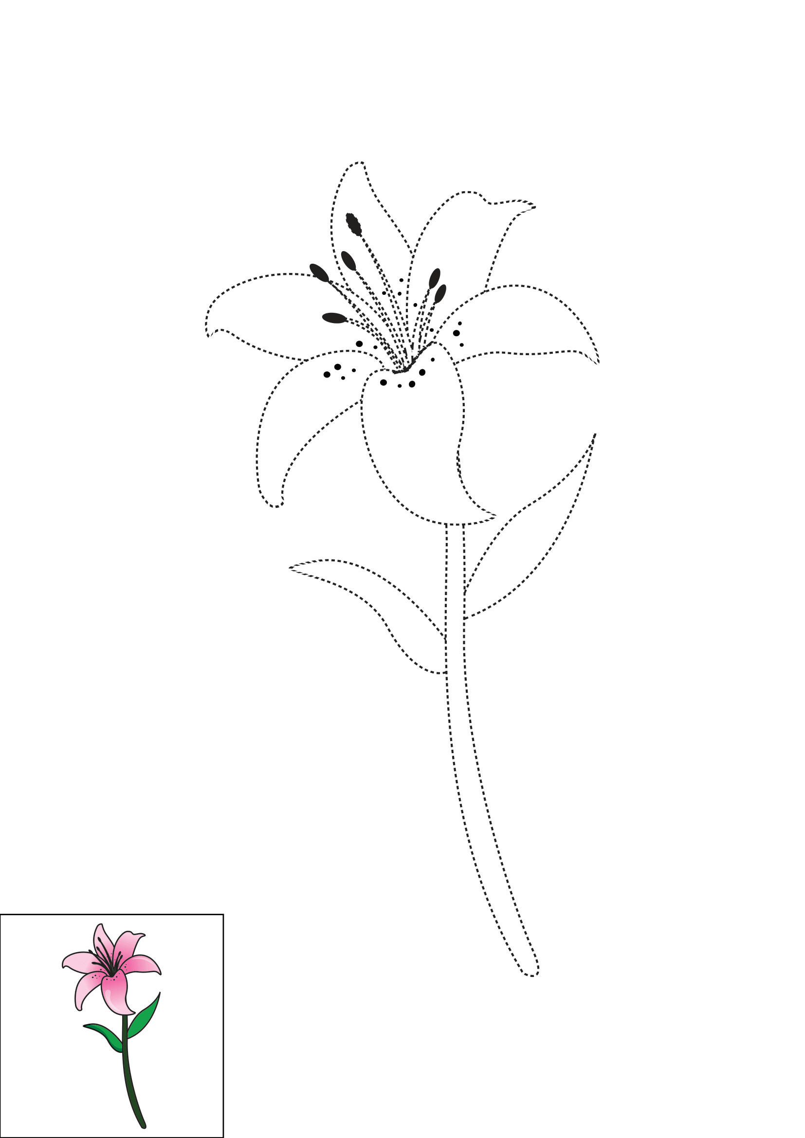 How to Draw A Lily Step by Step Printable Dotted