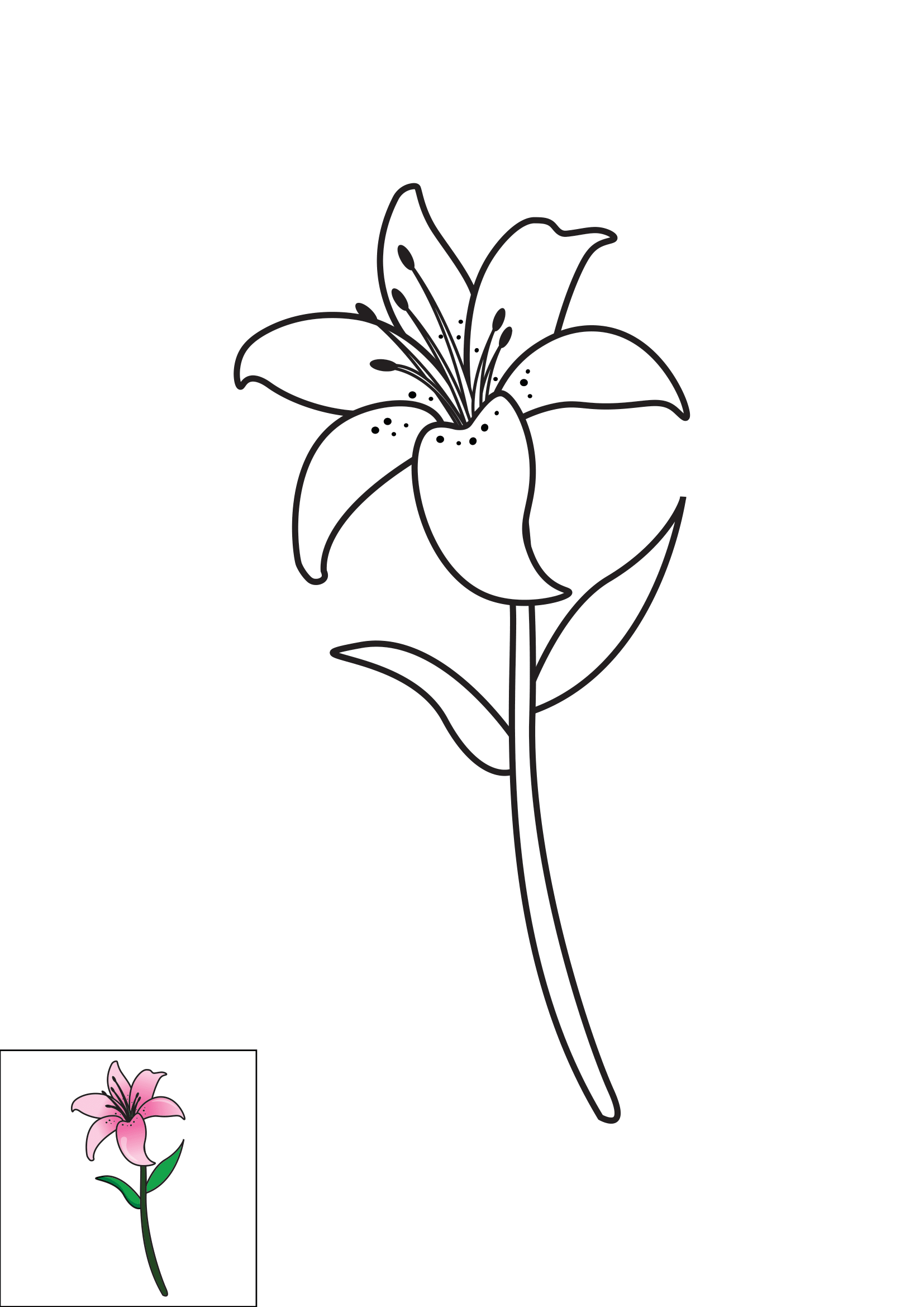 How to Draw A Lily Step by Step Printable Color