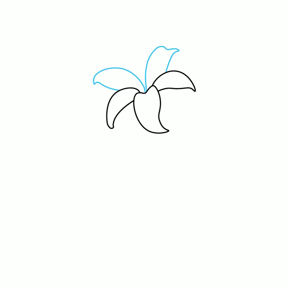 How to Draw A Lily Step by Step Step  3