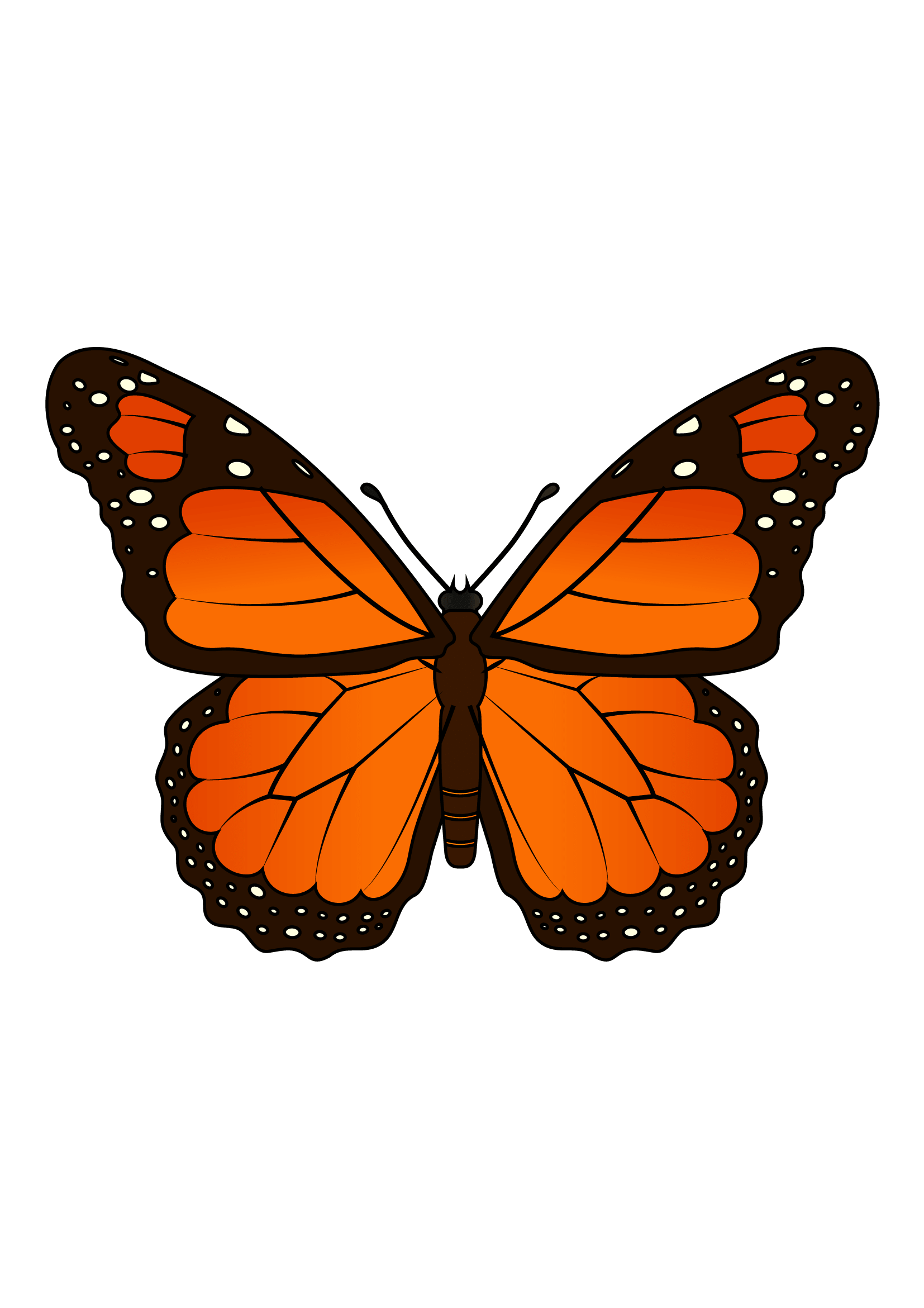 How to Draw A Monarch Butterfly Step by Step Printable