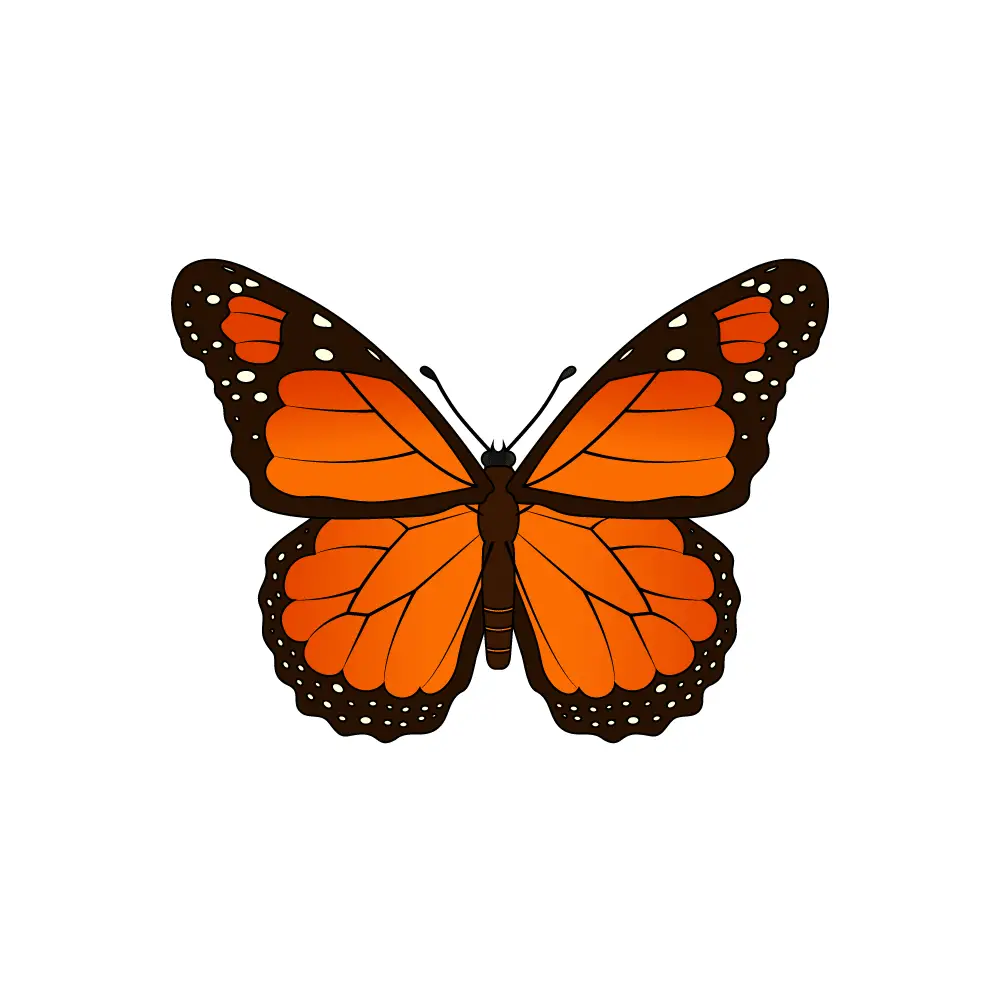 How to Draw A Monarch Butterfly Step by Step Step  12
