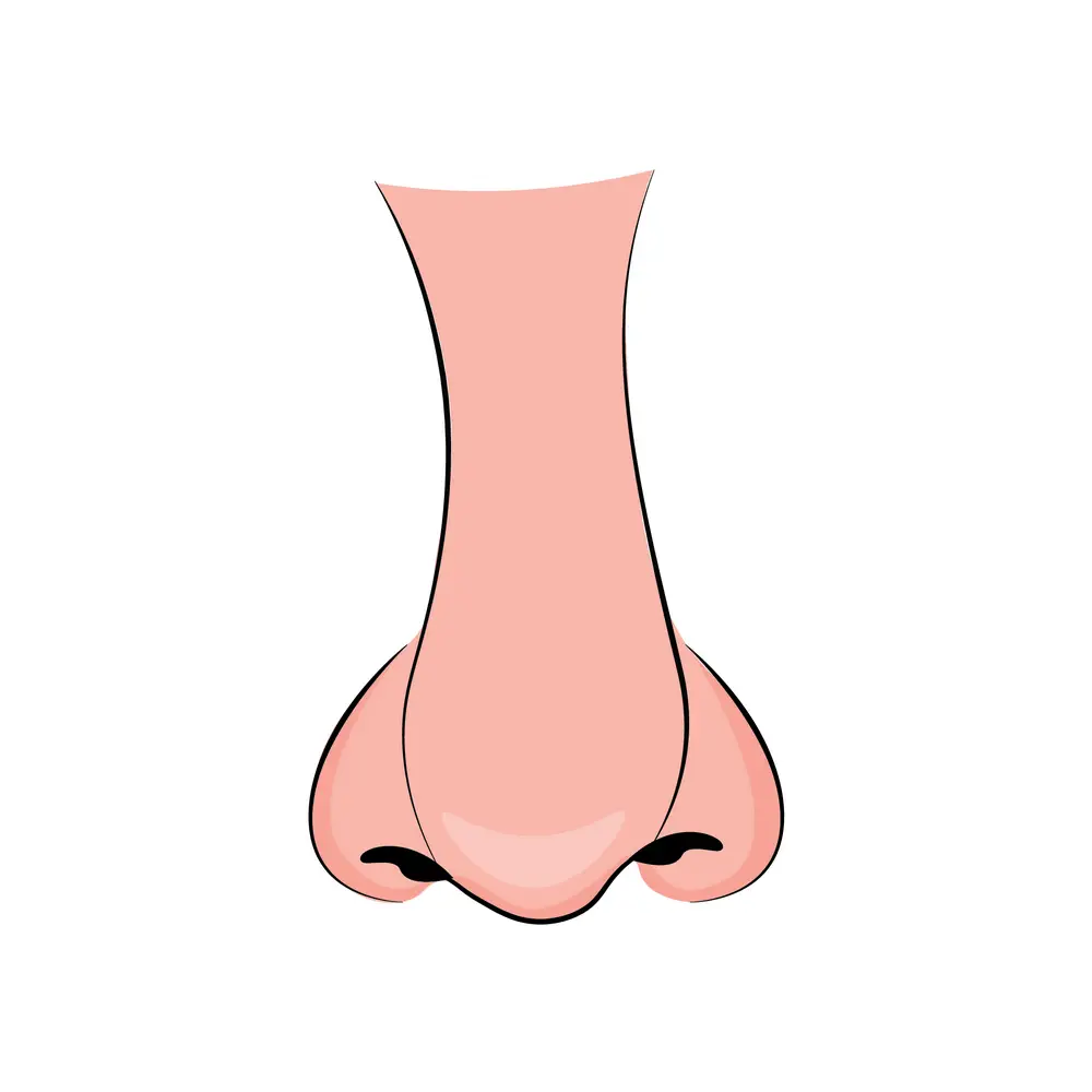 How to Draw A Nose Step by Step Step  10