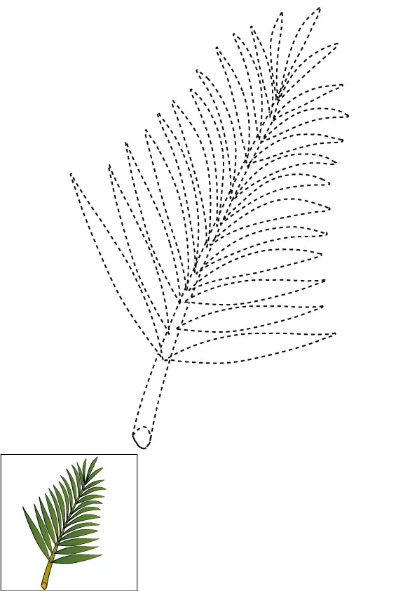 How to Draw A Palm Tree Leaves Step by Step Printable Dotted