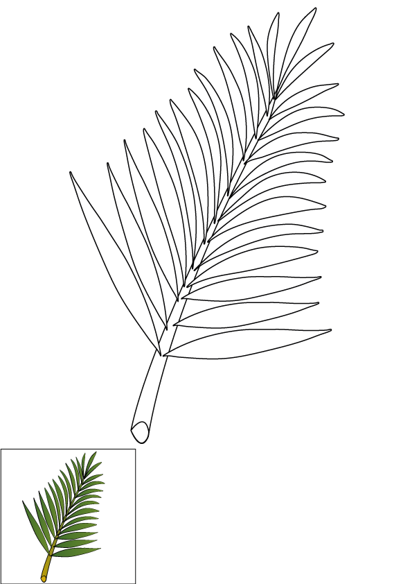 How to Draw A Palm Tree Leaves Step by Step Printable Color