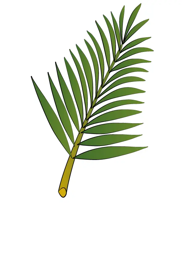 How to Draw A Palm Tree Leaves Step by Step Printable