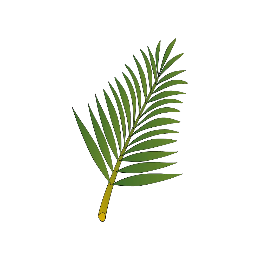 How to Draw A Palm Tree Leaves Step by Step Thumbnail