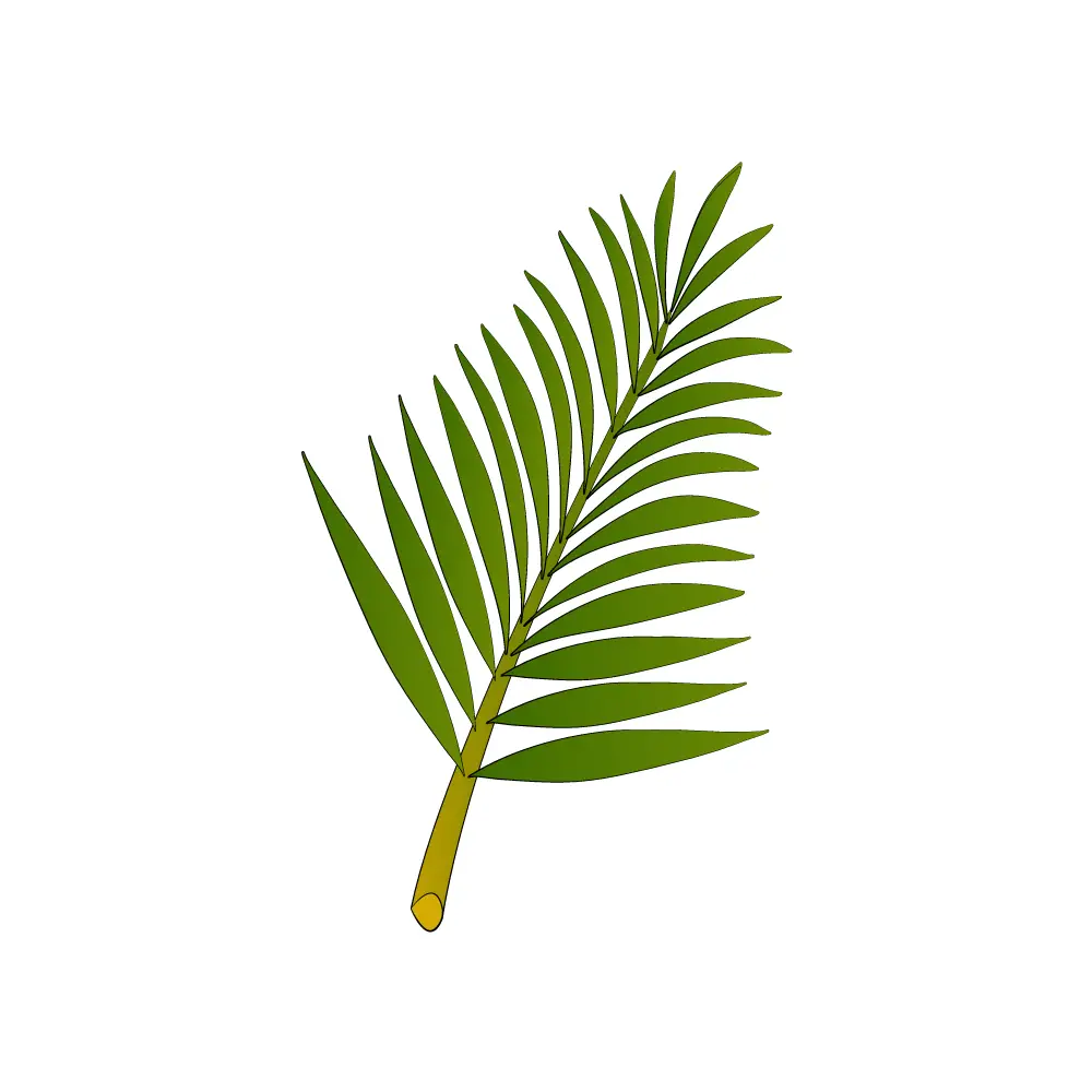 How to Draw A Palm Tree Leaves Step by Step Step  10