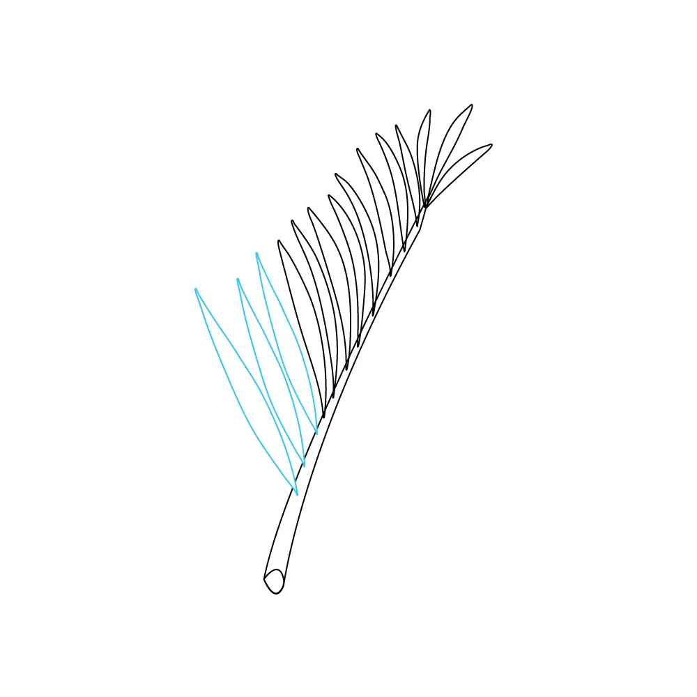 How to Draw A Palm Tree Leaves Step by Step Step  6