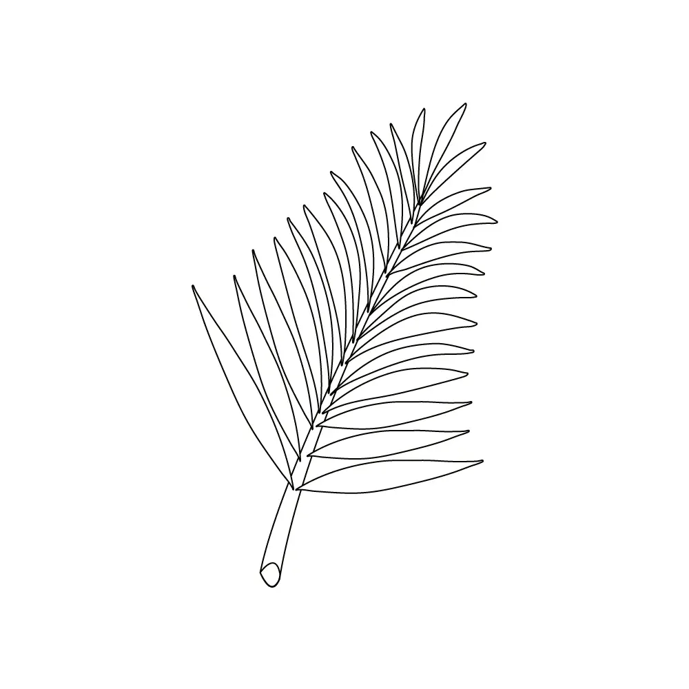 How to Draw A Palm Tree Leaves Step by Step Step  9