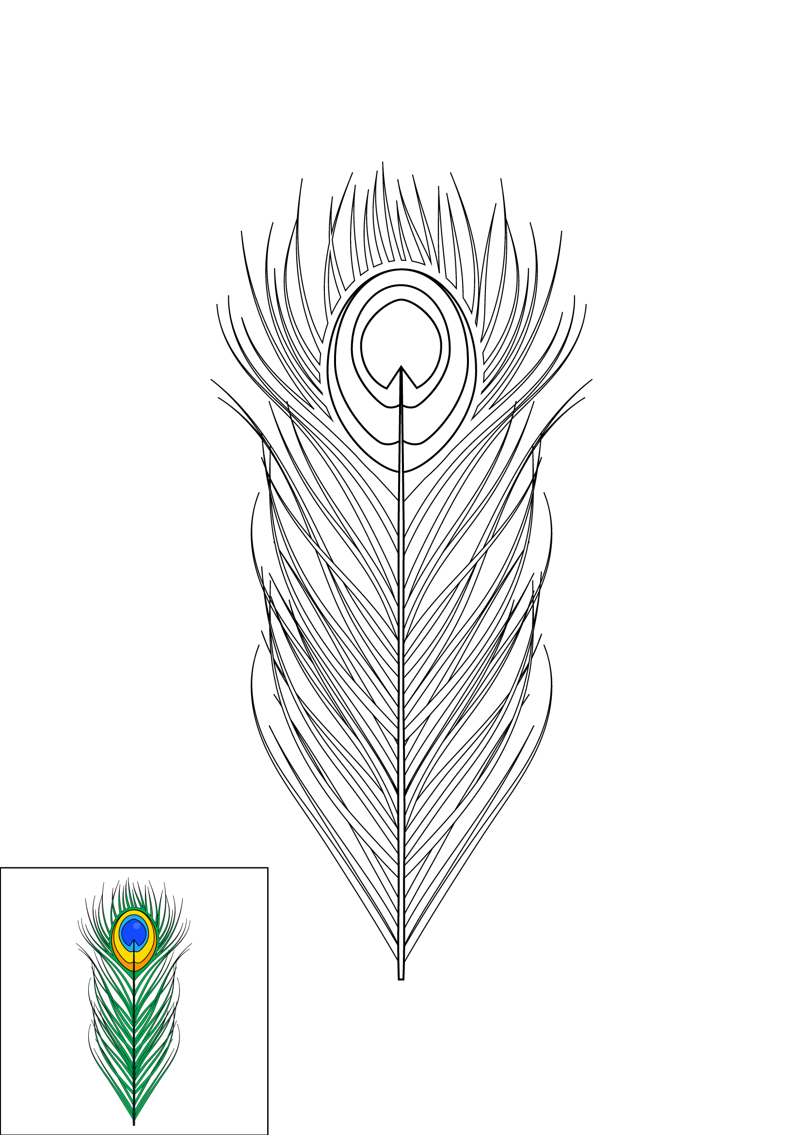 How to Draw A Peacock Feather Step by Step Printable Color
