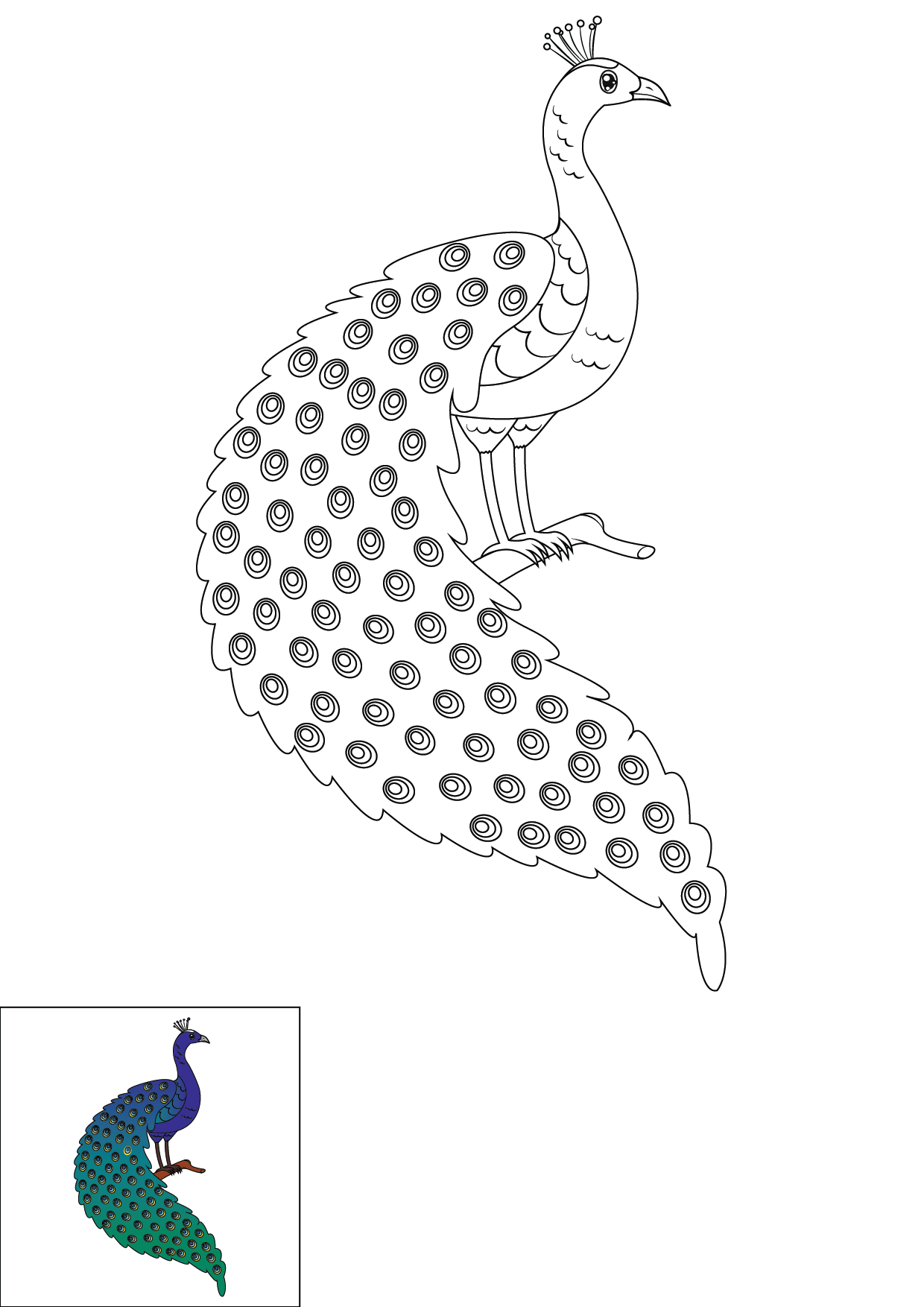 How to Draw A Peacock Step by Step Printable Color
