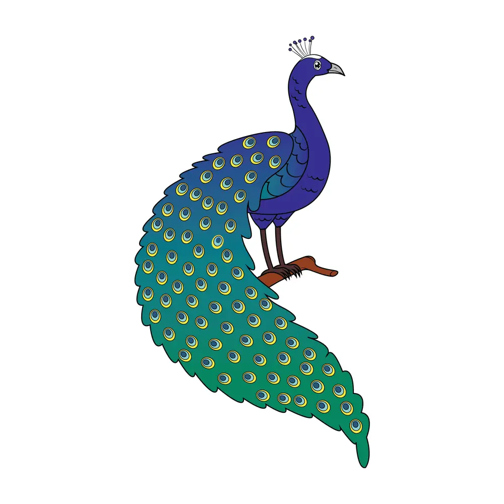How to Draw A Peacock Step by Step Step  10