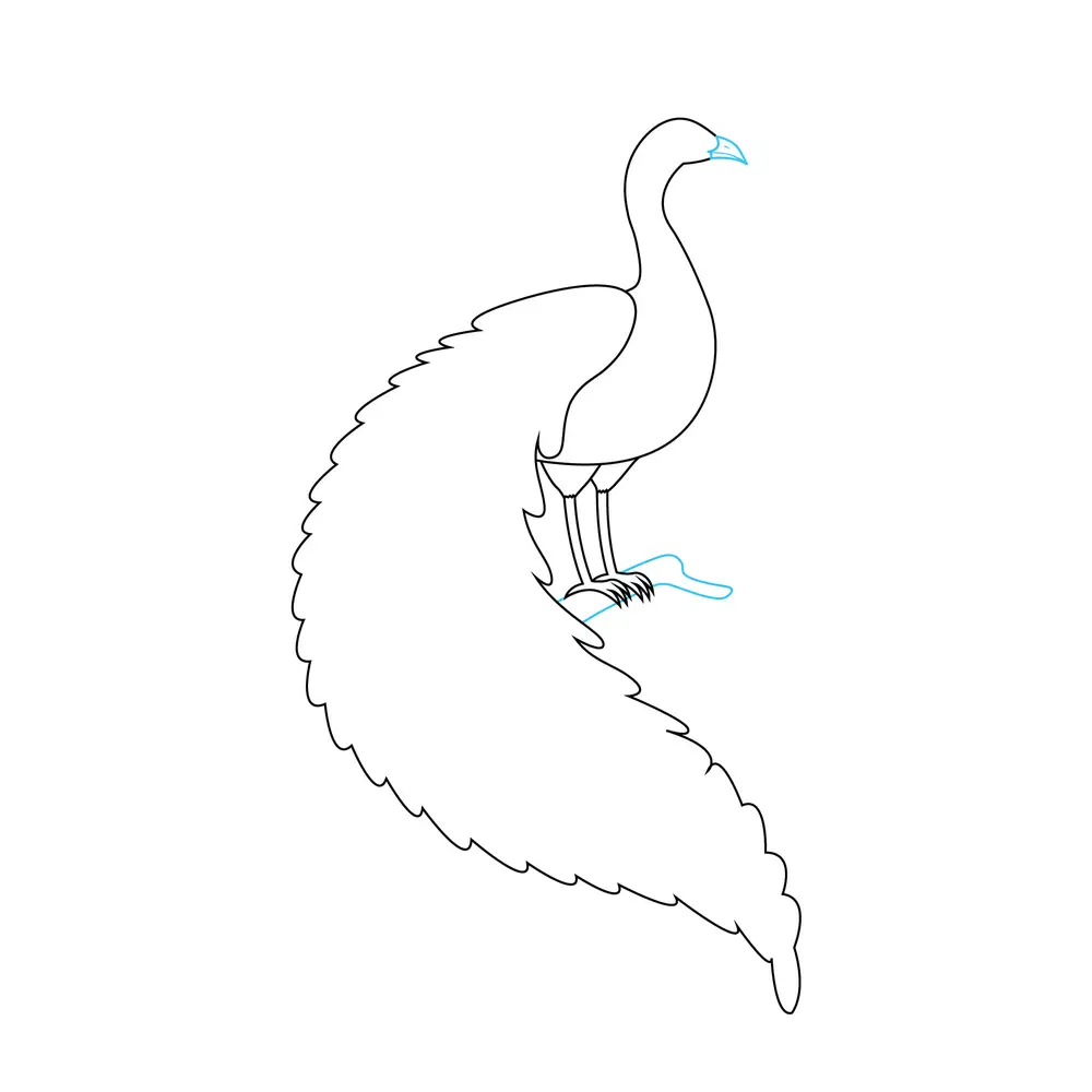 How to Draw A Peacock Step by Step Step  4