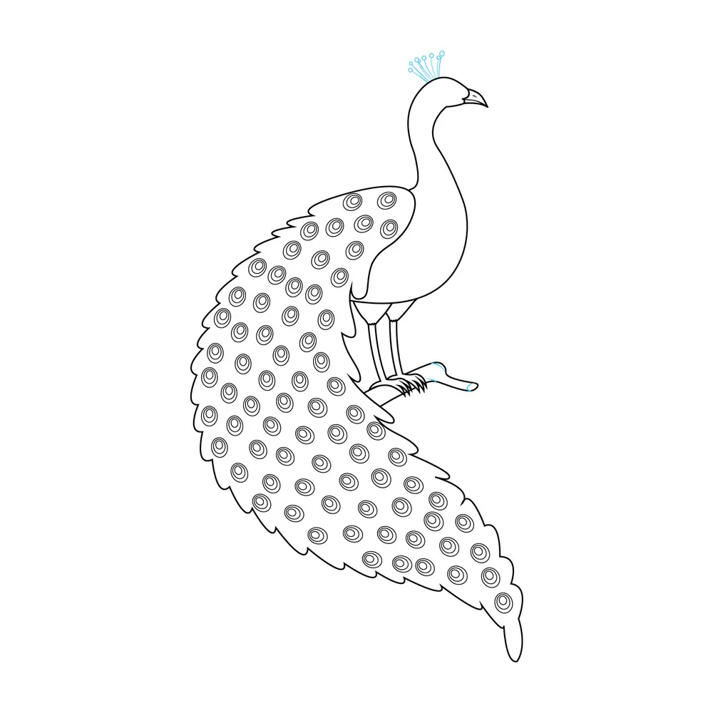 How to Draw A Peacock Step by Step Step  6