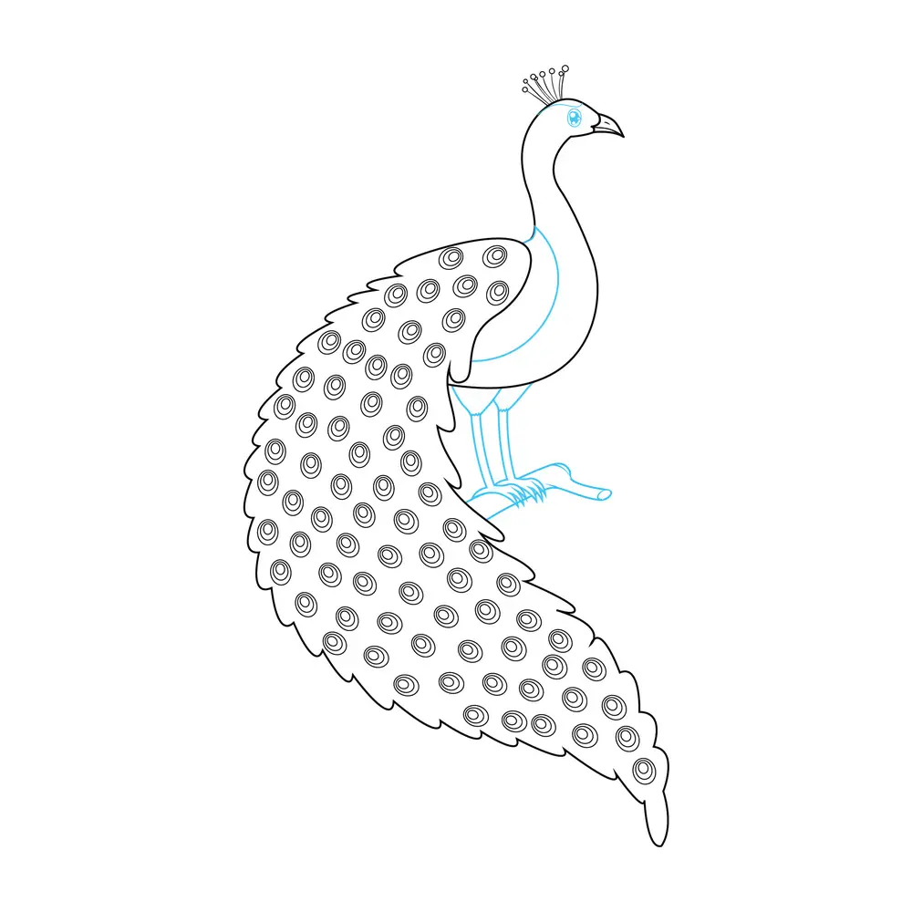 How to Draw A Peacock Step by Step Step  7
